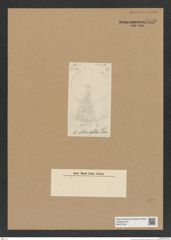 Diatomeae indet. Zeichnungen Sammlung Grunow Nr. 8458 (NHMW-BOT-W0377916)